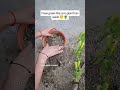 How to Grow Curry Leaves (Short Video) #curry