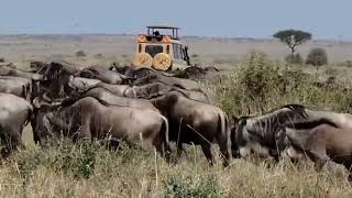 The Great Migration: Africa's Greatest Wildlife Spectacle | Masai Mara & Serengeti