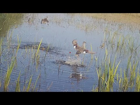 КРАСИВО ЗАКРЫЛ ВЕСЕННИЙ СЕЗОН! ОХОТА НА СЕЛЕЗНЯ С ПОДСАДНОЙ УТКОЙ