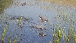 CLOSED THE SPRING SEASON BEAUTIFULLY! HUNTING A DRAKE WITH A DECOY DUCK