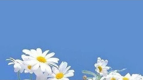 سورة التوبة (ص - ٢٠١) || القارئ الشيخ إدريس أبكر حفظه الله