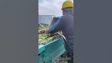 Corn Stalk Crushing Process