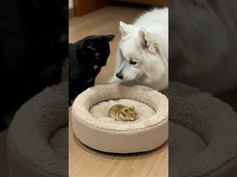 Cat and Dog Watch Hamster Sleep: Waiting for Playtime!