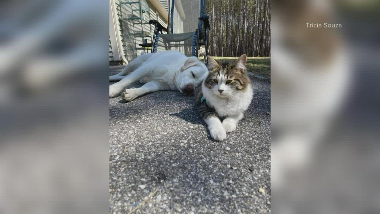 Un Duo Viral De Chat Et De Chien De Naples Aide A Collecter Des Fonds Pour Les Anciens Combattants The Montreal Times