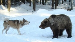 🐻/МАЛЕНЬКИЙ ХВОСТАТЫЙ СПАСИТЕЛЬ/ СЛУЧАЙ В ТАЙГЕ/