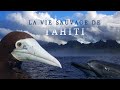 Animaux de Tahiti : dauphins, tortues et requins