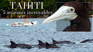 Quels animaux à Tahiti ?