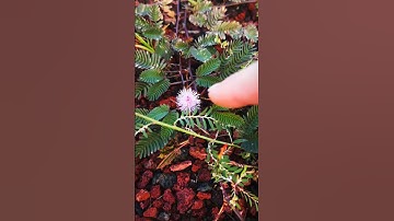 Be Careful If YOU See THIS Pink Flower! #shots