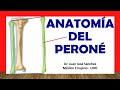 ✅ Anatomía del PERONÉ, Fácil, Rápida y Sencilla