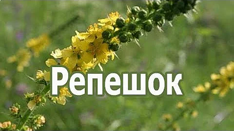 Трава репешок обыкновенный, лечебные (полезные) свойства, применение растения репейник. Что лечит?