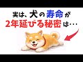 【知らないと後悔】犬の寿命を劇的に延ばす13の鍵