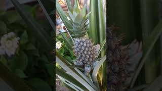 How to Plant Pineapple by the Crown