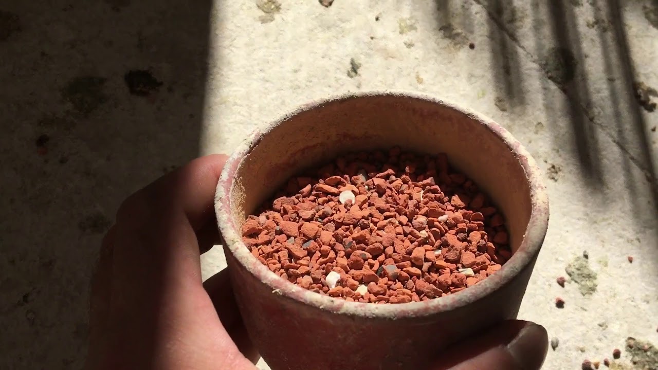 2018 Young bird sickness   Finished