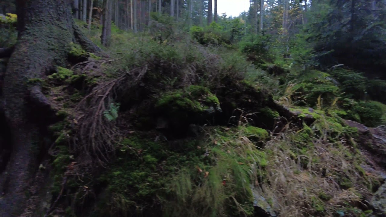 4K magical Bohemian Forest and  Black Lake with beautiful Music