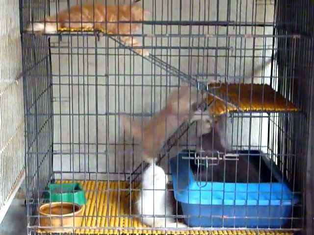 Anak Kucing main2 dalam Sangkar Kucing 3 Tingkat CT52. - YouTube