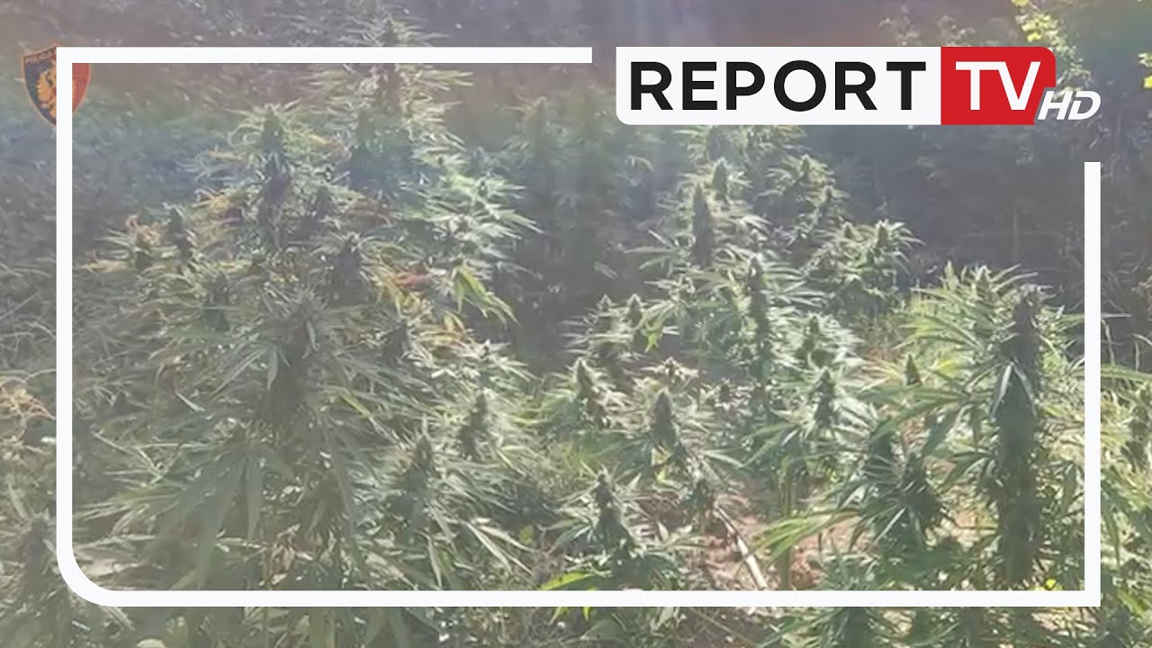 Report TV -Të mbjella mes misrit, asgjësohen mbi 2000 rrënjë kanabis në Vaun e Dejës