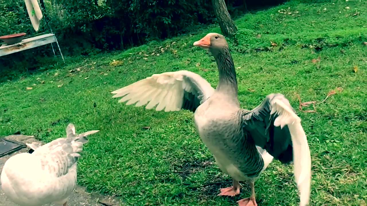 goose flapping her wings