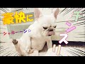 珍しく豪快にシャキーンｗｗ【フレンチブルドッグ frenchbulldog】