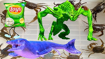 Kem Ốc Chanel ra bờ ao bắt thủy quái cá mập, cứu con cá, cua, con bò, con chó. Làm Snack Bim Bim