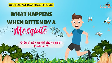Học Tiếng Anh qua truyện Song Ngữ| Điều gì xảy ra khi chúng ta bị Muỗi cắn?