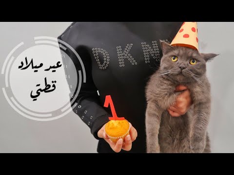 فيديو: احتفل بشهر Cat Lover مع تقويم Cat للمهام اليومية