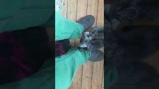 Isidors Cat Siblings 3 by Isidor the Egyptian Mau Cat 3 views 4 years ago 1 minute, 23 seconds