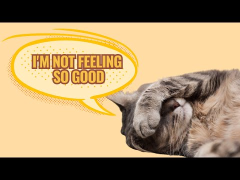 Video: How to keep a pet cat from defecating in the house