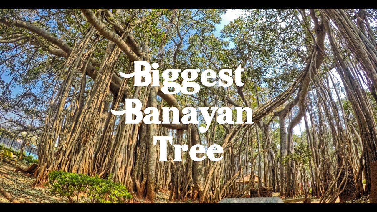 Big Banyan Tree In India Banglore Ramohalli 55 Youtube