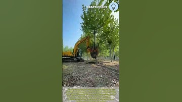 Giant excavator transplants trees without hurting its roots