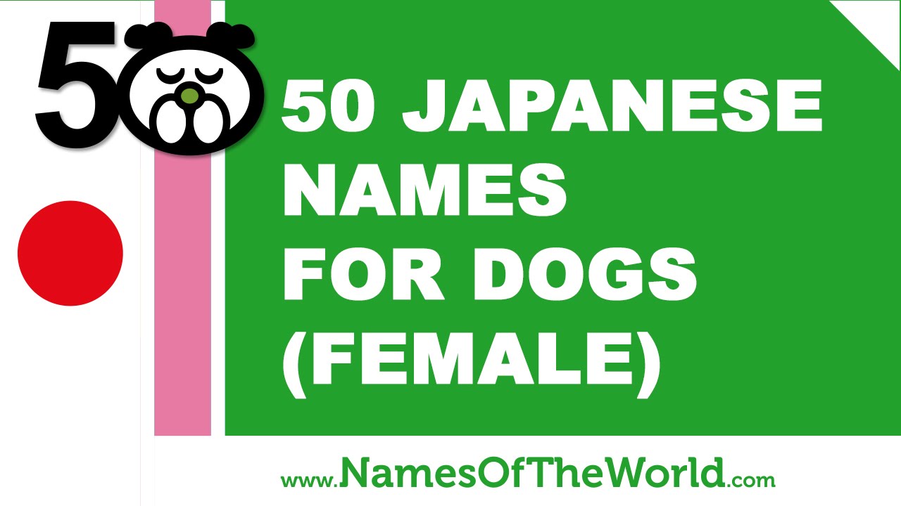 50 Japanese Names For Female Dogs Best Dog Names Www