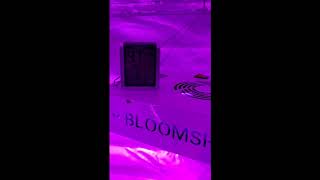 💰Budget 💰 Grow Room Tour  Flower, Veg , Seedling Room