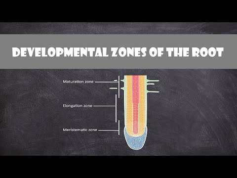 Video: Vysvětlení kořenových zón rostlin – zalévání kořenové zóny rostlin