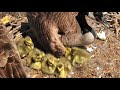 Decorah Goose Cam ~ ALL 6 GOSLINGS HAVE HATCHED🐣 Cuteness Overload! Watch #6 Enter The World 4.14.24