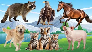 Happy Animal Moment, Familiar Animals Sounds: Cat, Antelope, Elephant, Goat, Lion | Animal Moments