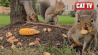 CAT TV | Spirited Bird, Bunny and Squirrel Compilation  | 4K Nature Video For Cats | Dog TV