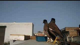 Good morning//Live morningview//village view //morning Live //birds chirping//Punjab view//pigeons