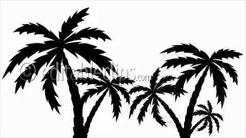 silhouette palm trees growing