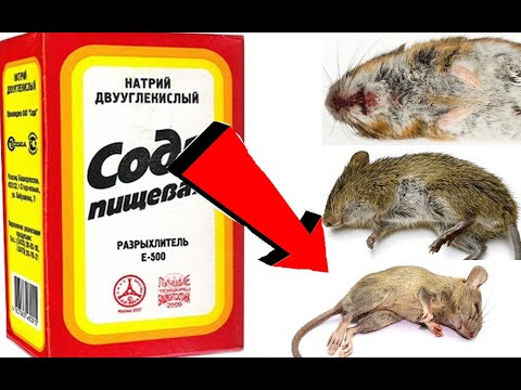 Как избавиться от мыши за 3 Секунды!