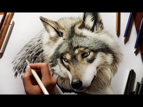 Colored Pencil Drawing: Grey Wolf - Speed Draw | Jasmina Susak - YouTube
