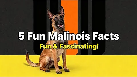 5 Mind-Blowing Belgian Malinois Facts You NEED to Know! (K9 Secrets Revealed)