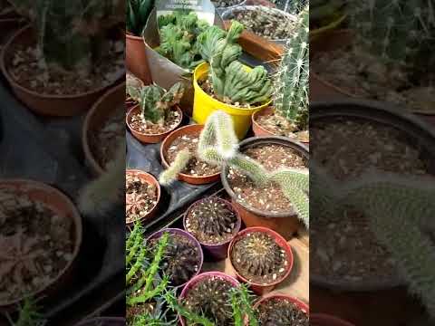 Video: Cleistocactus Cins: Yetişən Cleistocactus Kaktus Bitkiləri