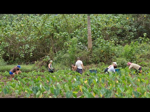 the-living-spring-of-kapalai