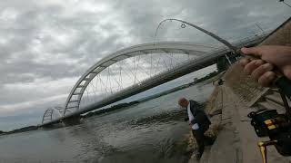 Varalicarenje Soma Dunav Novi Sad Kej Catfish Spinning