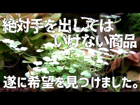 ガチ絶望した罪深き商品。苦節数年、ようやく正解に辿り着きました。#748【アクアリウム】
