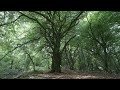 [Tree 4] - Hour of Relaxing UK Trees 🌳 Gentle Wind Sounds for Study, Focus &amp; Relaxation