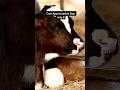 Cow Appreciation Day-July 8🐄 #dailyfact #july8 #cow #cowappreciation