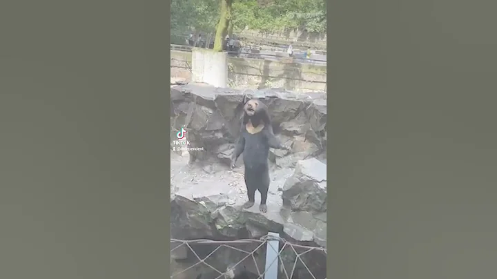 'Human bear' at Chinese zoo waves at crowds 🐻 #bear #shorts