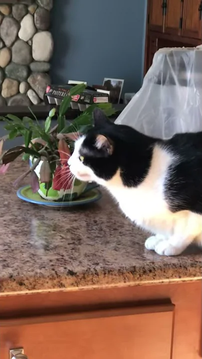 Eloise chirping!