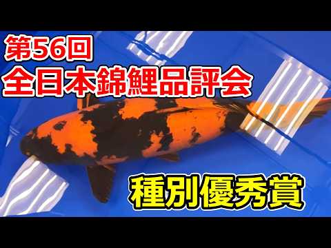 受賞鯉】第56回全日本総合錦鯉品評会2026 種別優秀賞 - YouTube 受賞鯉】第56回全日本総合錦鯉品評会2026 種別優秀賞 - YouTube