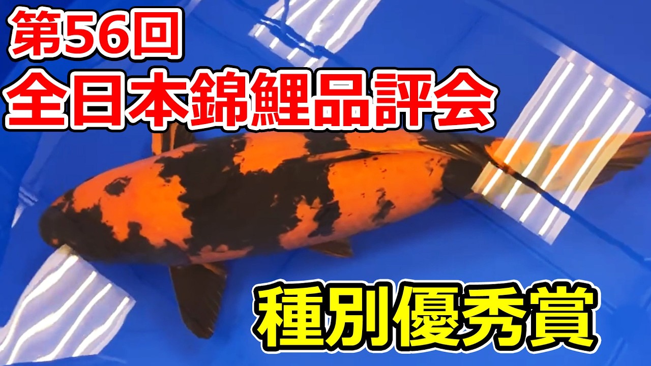 【受賞鯉】第56回全日本総合錦鯉品評会2026　種別優秀賞